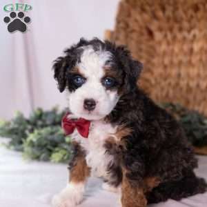 Kip, Mini Bernedoodle Puppy